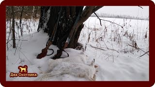 Охота на зайца. С полем, мужики!!! Выпуск 15. Сезон 2018-2019г.