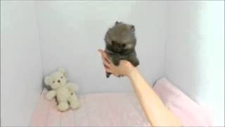 Micro Tiny Little Princess Itty Bitty a Sable Tiny Pomeranian Princess
