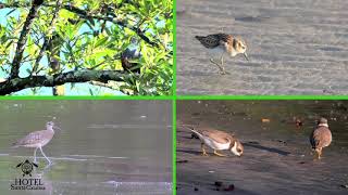 BIRDWATCHING Tour - Hotel Santa Catalina Panama