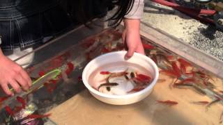 引田ひなまつり（4）金魚すくい〈お祭でのワンシーン〉Goldfish scooping