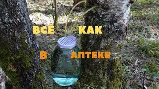 Как правильно собирать берёзовый сок
