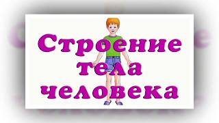 Строение тела человека. Презентация для детей. Окружающий мир.