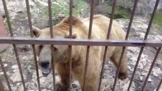 Медведь Тимоша - Хаджохская теснина - Адыгея.