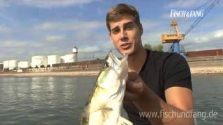 Spinnfischen auf dem Rhein