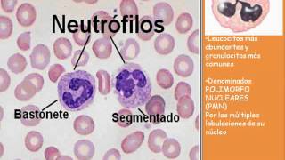 TEJIDO CONJUNTIVO: CÉLULAS