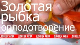 Золотая рыбка. исскуственное и естественное оплодотворение, How To Care For A Goldfish
