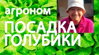 ПОСАДКА ГОЛУБИКИ как сажать