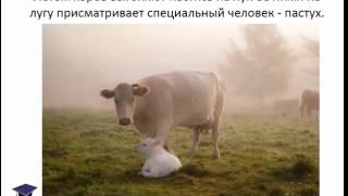Животные на ферме   презентация для детей