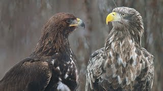 Беркут или Орлан? Кому достанется добыча? | Film Studio Aves