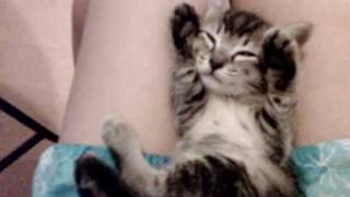 Sleepy kitten: I don't wanna wake up!