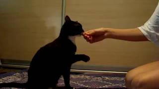 как научит кота давать лапу?