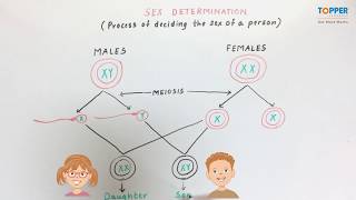 Sex Determination ICSE Class 10 Biology