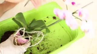 ? Comment transférer une orchidée hydroculture? ? Démo?