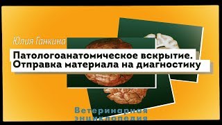 Патологоанатомическое вскрытие. Отправка материала на диагностику
