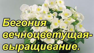 Вечноцветущая бегония - пересадка и первая подкормка !