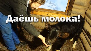 Даёшь молока! Завели корову!