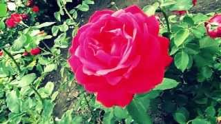 Красивые красные розы и три котенка. Sexy flowers. Beautiful red rose and three kittens.