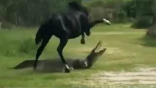 Версус! Лошадь против крокодила и другие эпичные битвы животных!