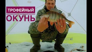 Трофейный окунь! Зимняя рыбалка 2019- 2020 Окунь на мормышку
