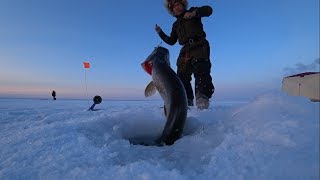 Огромные щуки на жерлицы в Якутии! Fishing pike Yakutia