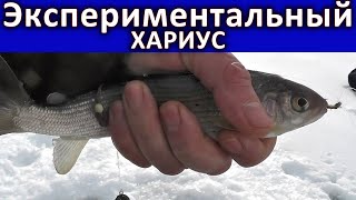 Экспериментальная РЫБАЛКА на ХАРИУСА. Ловля Хариуса на реке ЧУЯ.