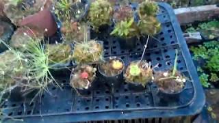 Como Cultivar as Plantas Carnivoras Droseras e Byblis
