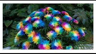 Посылка из Китая. AliExpress (32). Семена радужной хризантемы