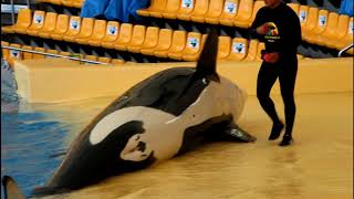 Orca Show Loro Parque, Tenerife