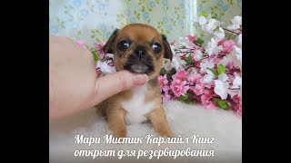 МАРИ МИСТИК КАРЛАЙЛ КИНГ - 1 МЕСЯЦ - ОТКРЫТ ДЛЯ РЕЗЕРВИРОВАНИЯ