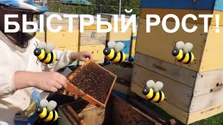 Ускоренное развитие весной/пасека 2018/ в пчелосемьях/Апрель