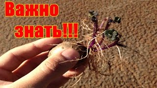 Секрет ускоренного выращивания картофеля / Ведро с куста / Как правильно проращивать картофель