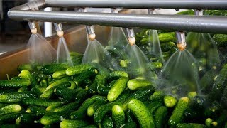 جولة داخل مصنع المخللات روعة