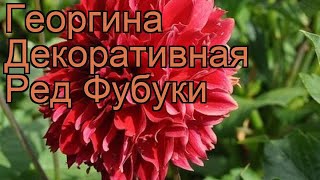 Георгина декоративная Ред Фубуки (dahlia cultorum) ? обзор: как сажать, рассада георгины Ред Фубуки