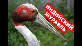 ИНДИЙСКИЙ ЖУРАВЛЬ - (МОСКВА) МОСКОВСКИЙ ЗООПАРК/INDIAN CRANE-MOSCOW ZOO