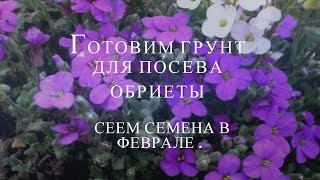 Как подготовить правильный грунт для посева обриеты. Подсказка начинающему цветоводу.
