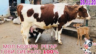 МОЛБОЗОРИ РЕГАР НАРХИ ГОВИ ШИРТЕ БЕХТАРИН 26-01-20