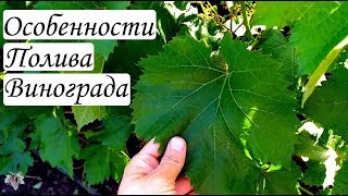 Полив винограда