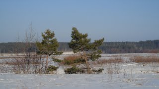 Природа, зима, глухозимье, пасмурный день, лес, река