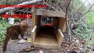Промысловая охота на норку (commercial mink hunting)