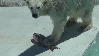 Белый медведь ловит рыбу. Сафари-парк Геленджик