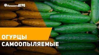? Обзор семян огурцов самоопыляемые, ранние 2019 ? Часть 24 ? Планета Агро
