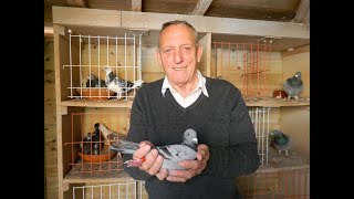Video 327: Terry Haley of Abbots Langley: Loft Visit (August 2016)