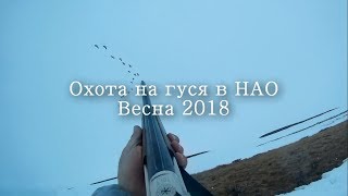 Охота на гуся в НАО весна 2018 Goose hunting