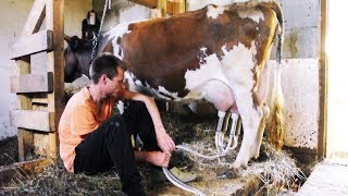 Отел коровы. Молока стало больше! Жизнь в деревне