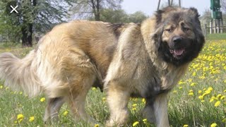 Kafkas Çoban Köpeği Özellikleri - osman çakır