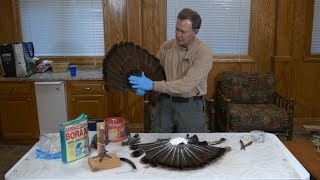 How to Mount a Turkey Tail Fan | Indiana DNR