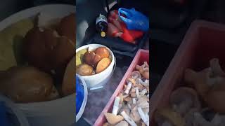 Сбор грибов в Беларуси, 23.09.2017, Боровики и Подосиновики