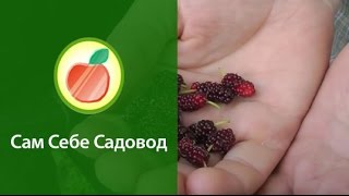 Шелковица (тутовое дерево)