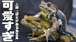 ベタ慣れヒキガエルの飼育環境を作ってみた！！