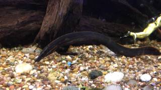 425 litre fish tank - fire eel - huge pleco - black ghost knife plus many more fish